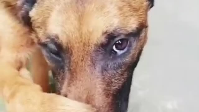 Awwww Poor Baby Dog 😷 Funny Dogs Videos 2021 ❤️😂💔😭