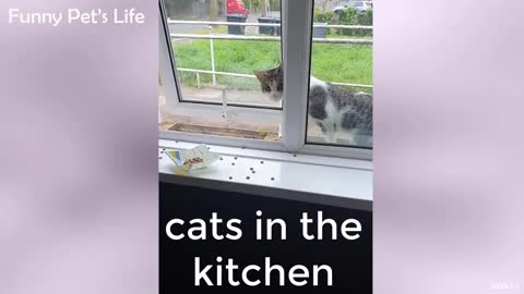 cats in the kitchen