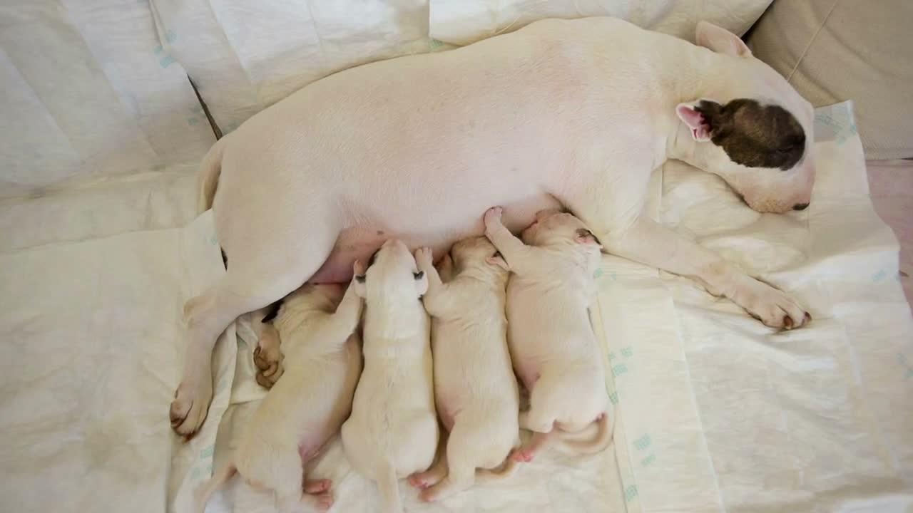 Dog feeding puppies