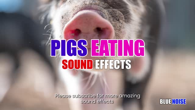 Little pigs eating sound effects