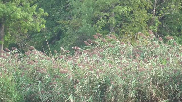 318 Toussaint Wildlife - Oak Harbor Ohio - Great Blue Taking It Slow Doing Its Own Thing
