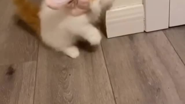 Cute baby animals Videos Compilation cute moment of the animals :3