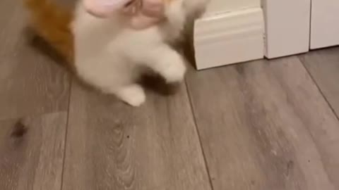 Cute baby animals Videos Compilation cute moment of the animals :3