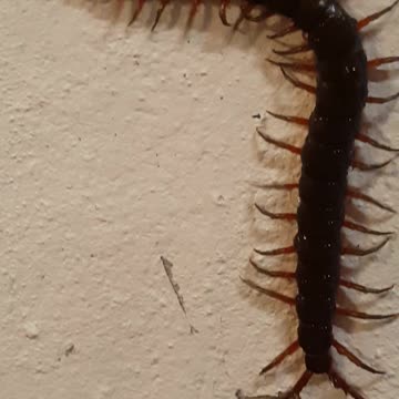 Poisonous Centipede