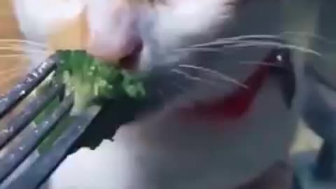 Cat eating a broccoli // funny cat videos compilation