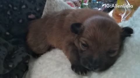 Brown puppy sleeps in white towel