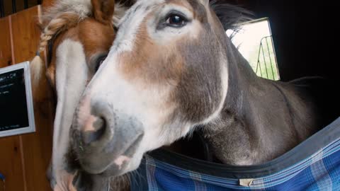 Adorable Pony & Donkey buddies nuzzle cuddle