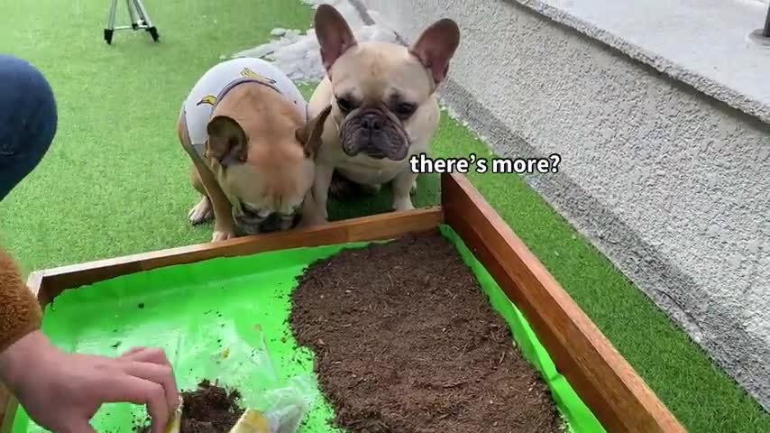 This is what makes you love your dog