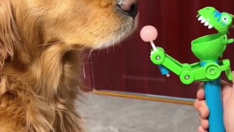 Funny golden moments funny animals videos