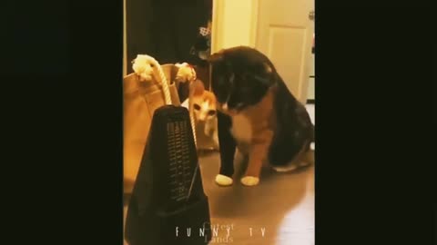 Try Not To Laugh Watching Funny Animals