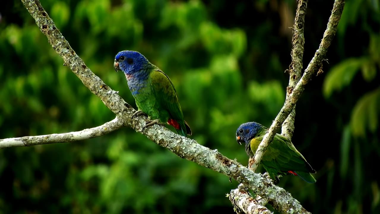 Beautiful nature with birds #beautifull #nature #birds #virat #green #waterfall