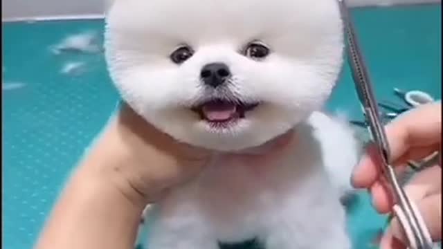 Cute dog video