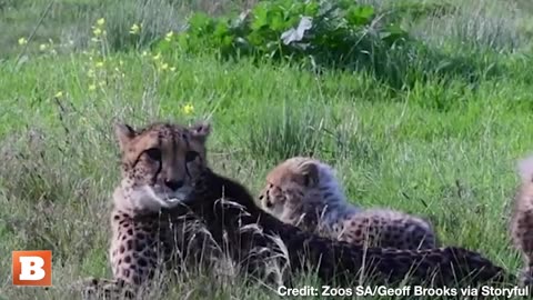 AWWW! Watch Cheetah Cubs Explore Their New Habitat for the First Time