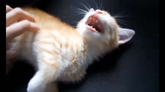 Funniest Cat Videos Will Make You Laugh #205 - Funny Animal Videos