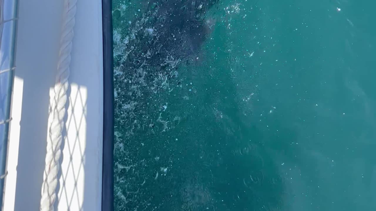 Baby Dolphin Keeping Up with Mom