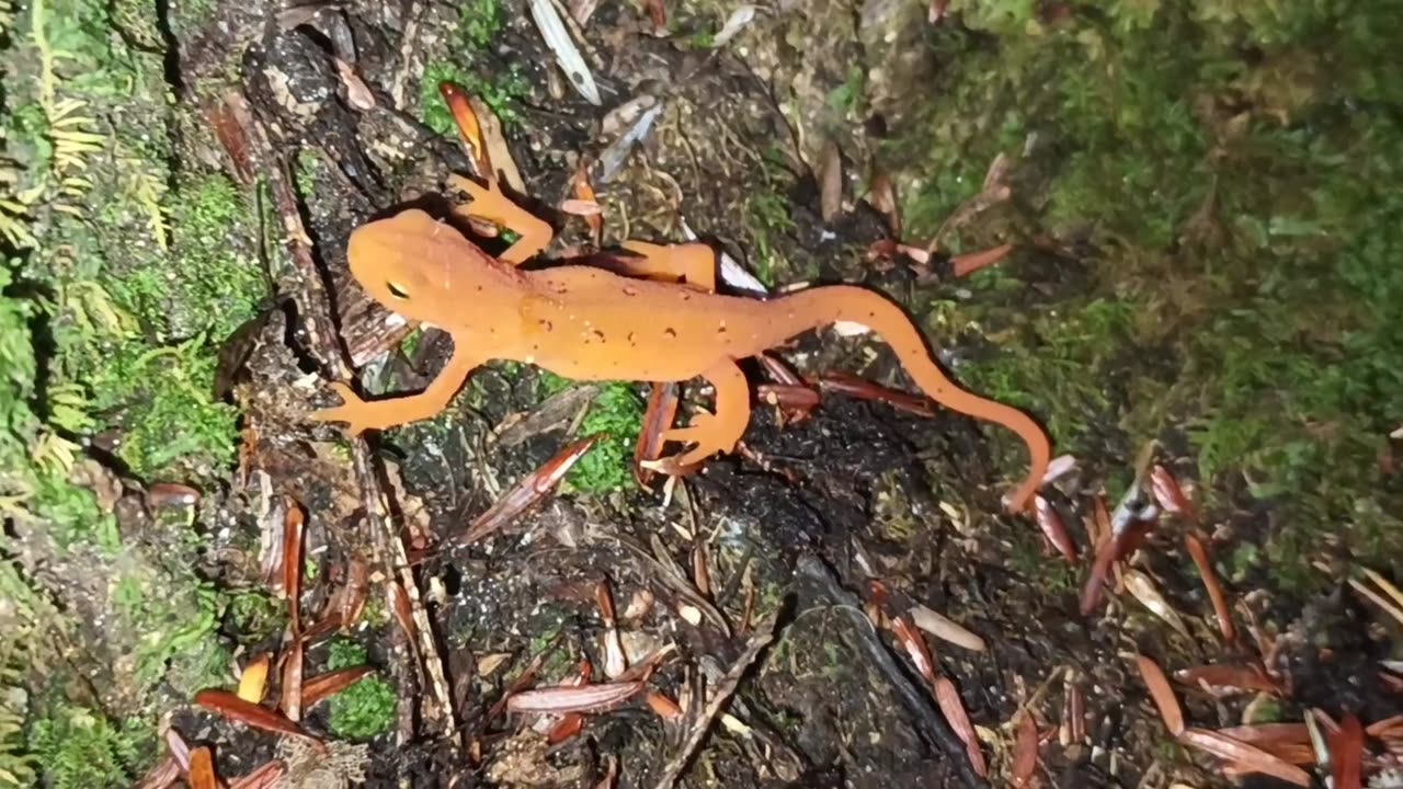 Eastern Newt