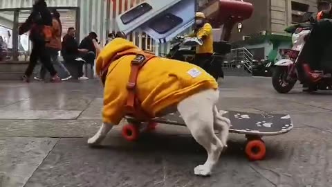 Dog skating in downtown