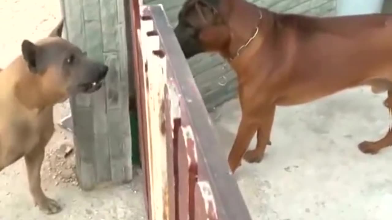 Funny Dog Fights Caught on Camera!