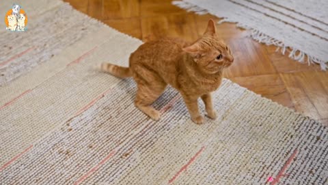 Animals stores video cat 🐈😺 video