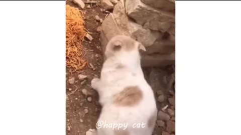 100% you laugh 😹 | funny cats compliation