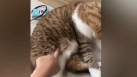 Feisty cats