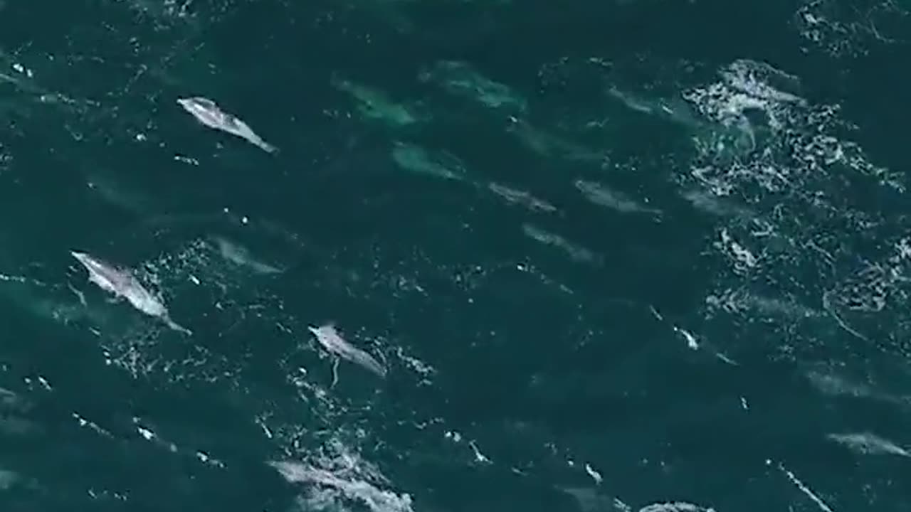 Thousands of Dolphins from Mega Pod in California's Monterey Bay