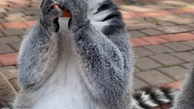 lemurs