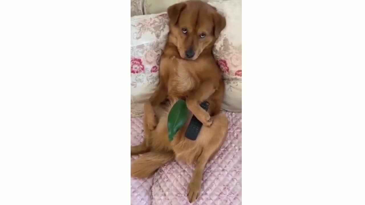 THE BEST OF SMART DOG AND CAT FUNNY VIDEOS