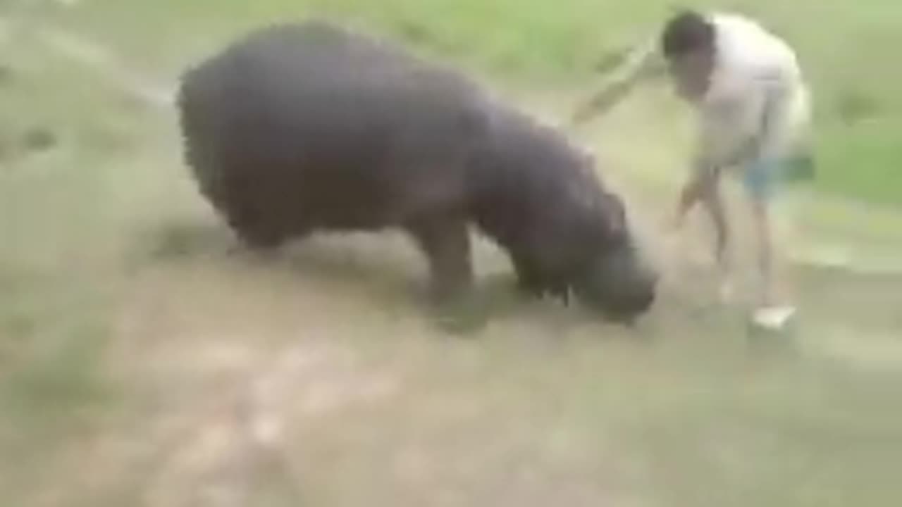 This Hippo Killed Him 5 Years Later