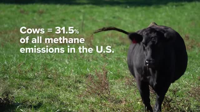 Yes, cattle are the top source of methane emissions in the U.S