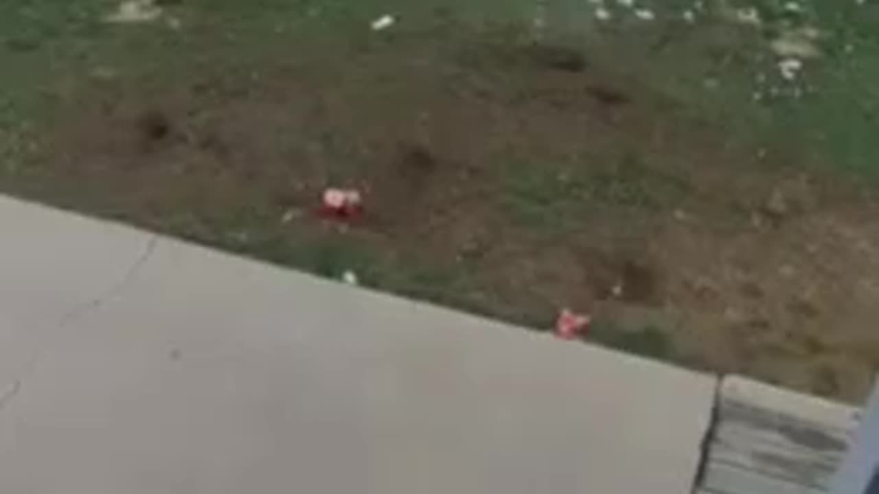 Your_Daily_Dose_of_Funny_DOGS_Compilation!