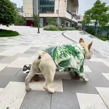 Cool dog😎！Bulldog play skateboard will actually go down the stairs😎 #dog #bulldog #frenchbulldog