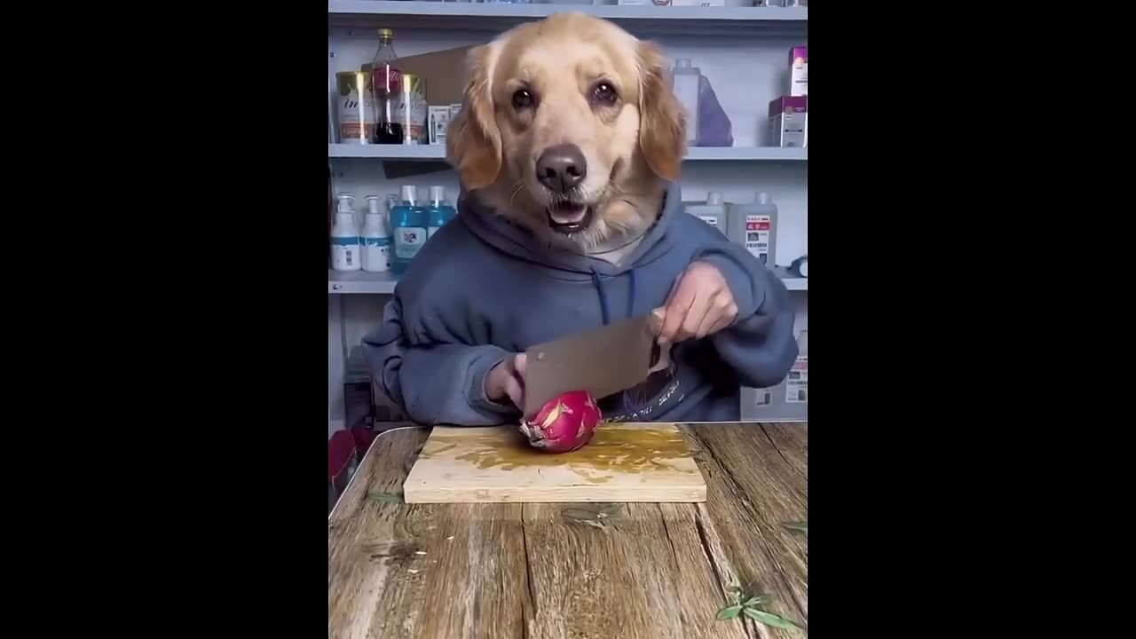 New Funniest Cats and dogs