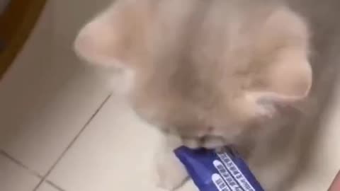 😂😂 funny cat 😂😂😂