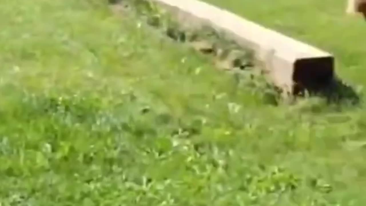 funny dog training videos