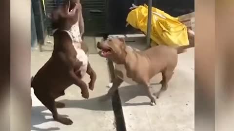 Dangerous aggressive dogs video