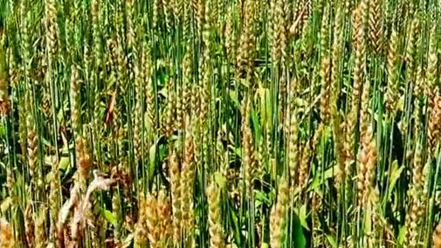 The beautiful harvest scenery under the blue sky in the distance is endless