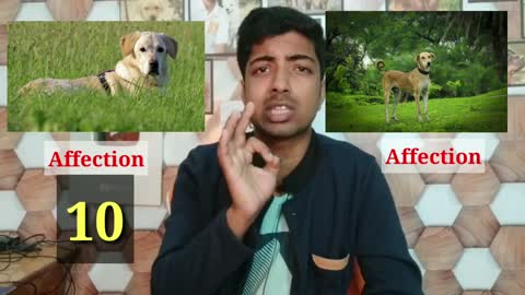 Labrador v/s Indian DESI dog!!! 🔥🔥