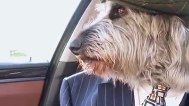 Classy Pup in the car