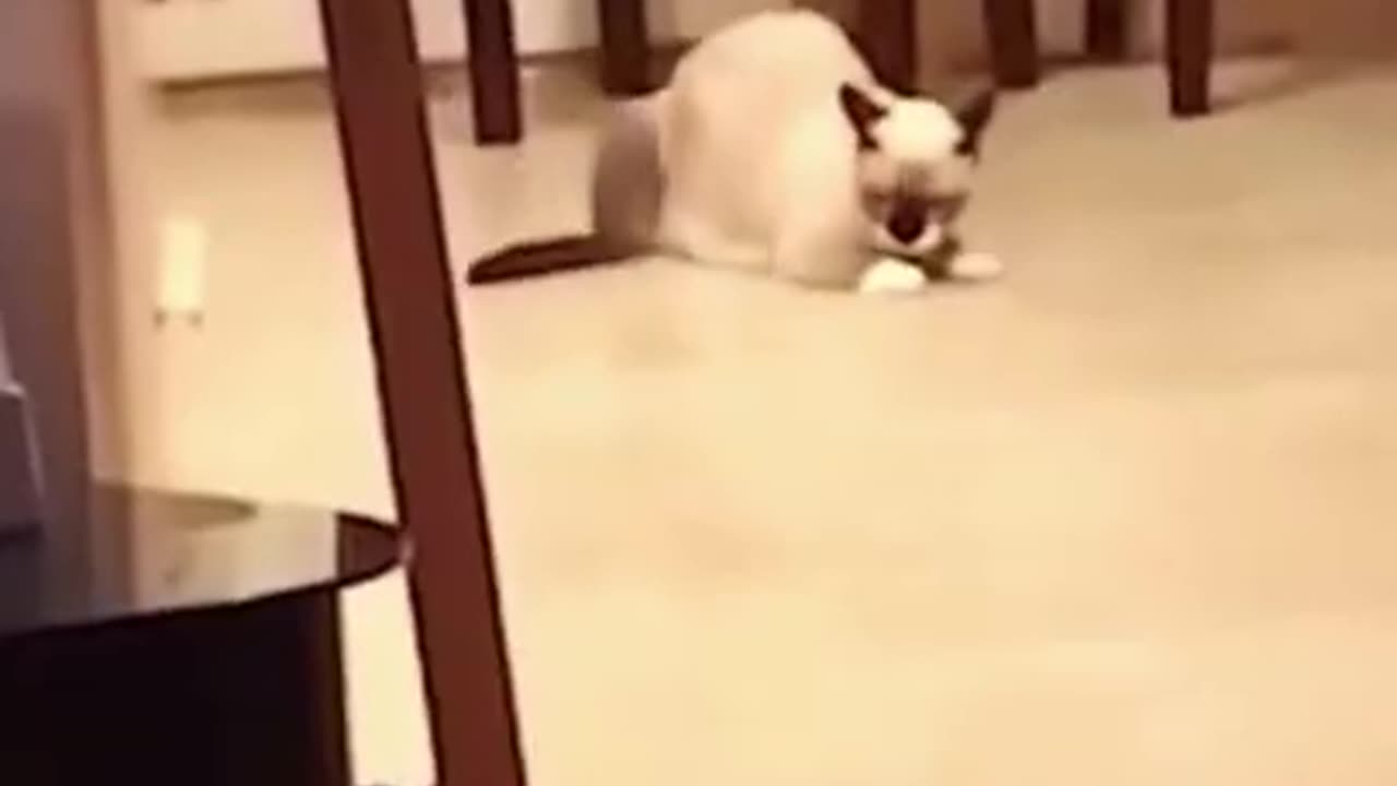 Cute and funny activities of the cats 🐈😺