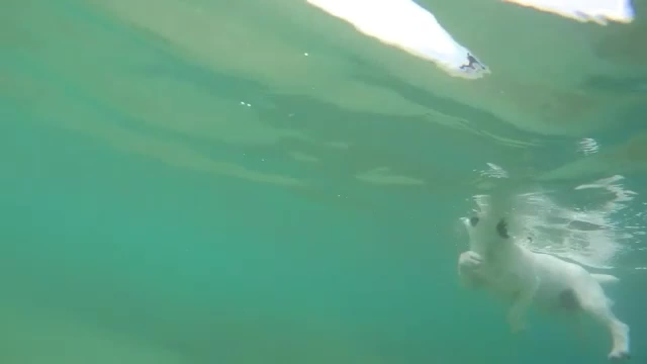 Funny dog swimming