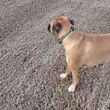 Boxer dogs, Harvey and Clyde