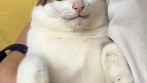 That face..🐈🐾😍🔊🆙