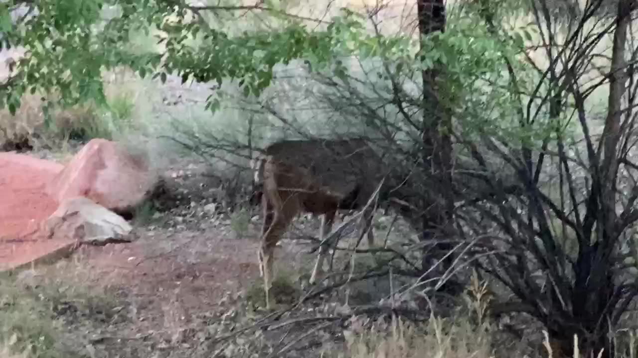 Baby Horse.. I think