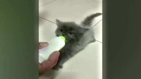 Funny cat clips