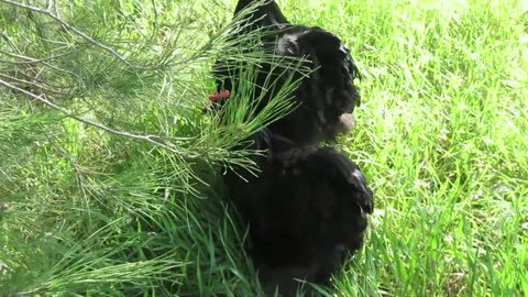 Buff silkie chickens (10)