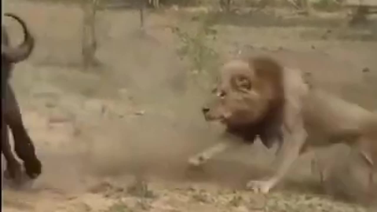 Watch this lion hunting a buffalo in the street between cars