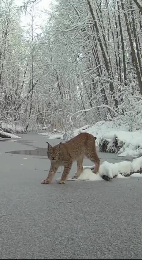 A cat makes an impressive jump