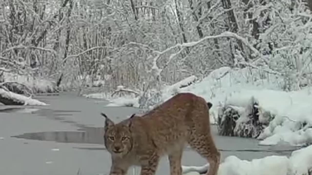A cat makes an impressive jump