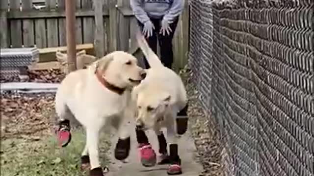A dynamic, happy dog
